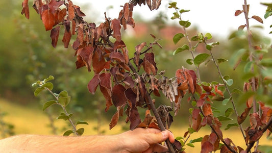 Protecting Your Plants from Fire Blight