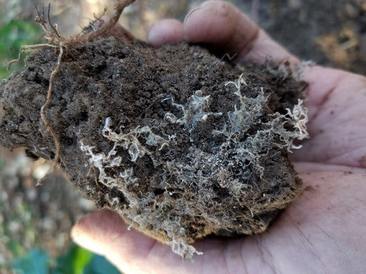 Mycorrhiza: The Ancient Fungus that Helps Your Plants Absorb Water & Nutrients