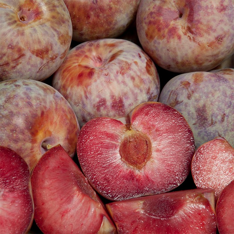 Pluot Growing Guide