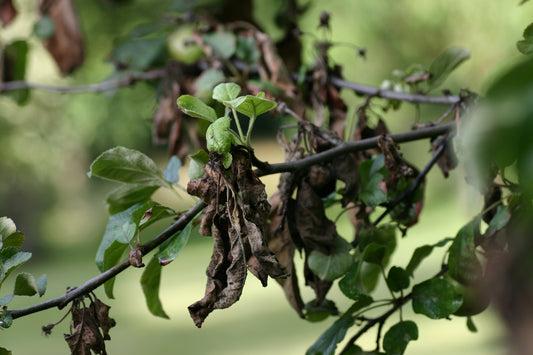 Fire Blight Treatment and Prevention