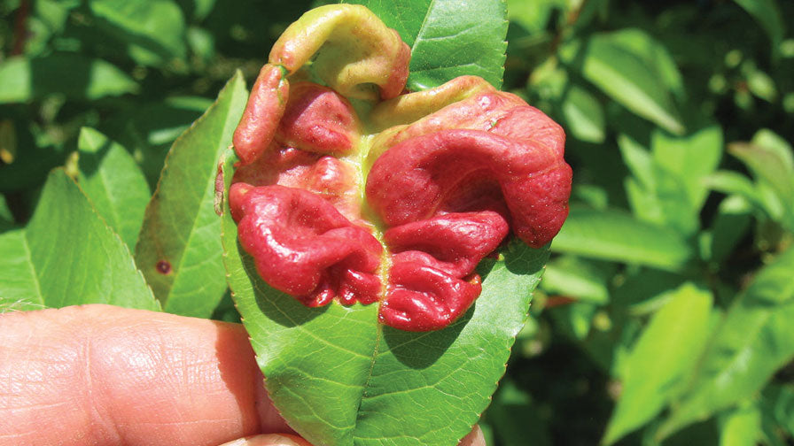 How to Treat & Control Peach Leaf Curl