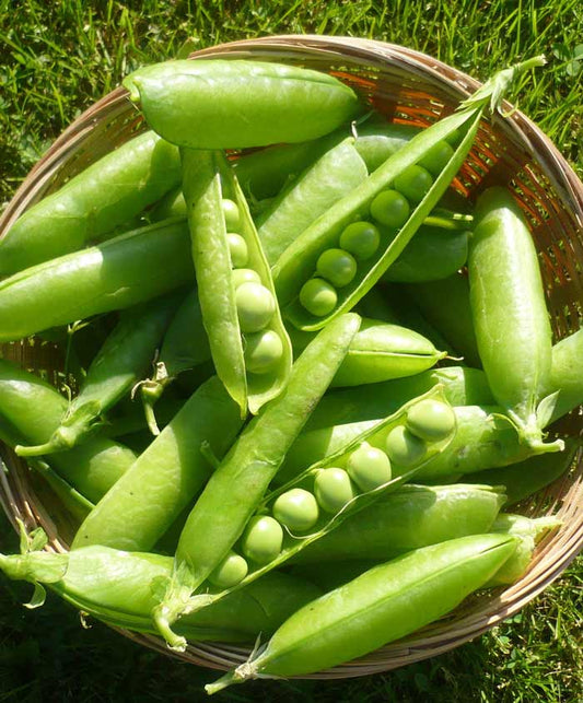 Pea Planting Guide