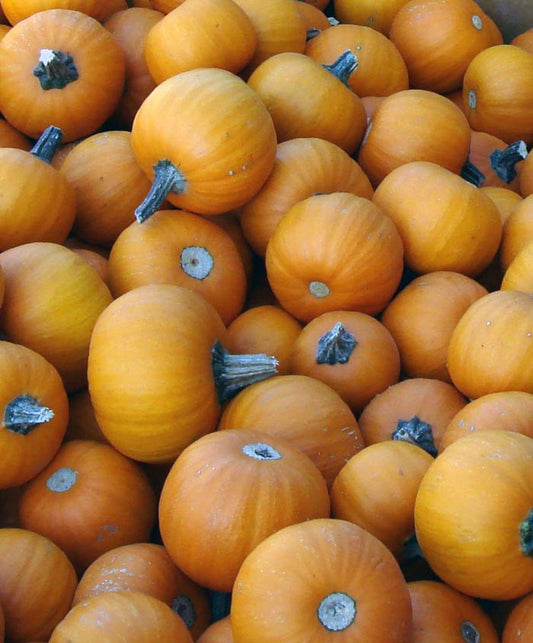 Pumpkin Planting Guide