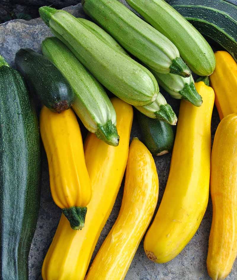 Summer Squash Planting Guide