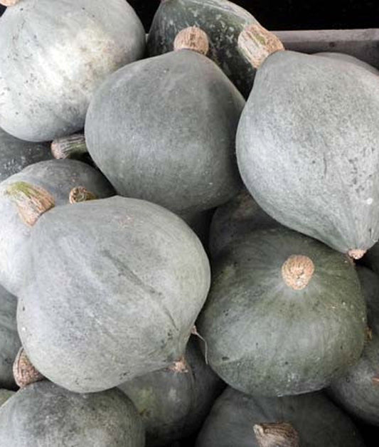 Winter Squash Planting Guide