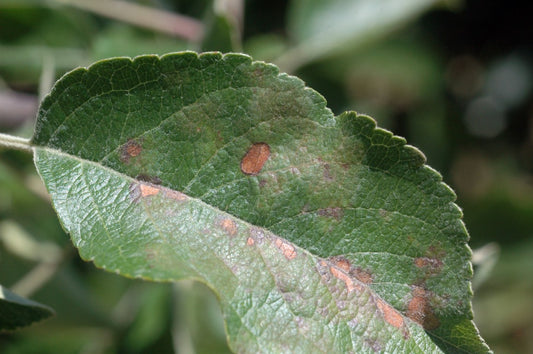 Apple / Pear Scab? Here's How to Treat It