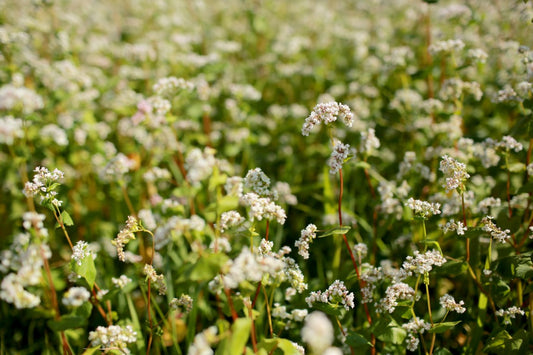 How to Use Cover Crops to Build Your Soil