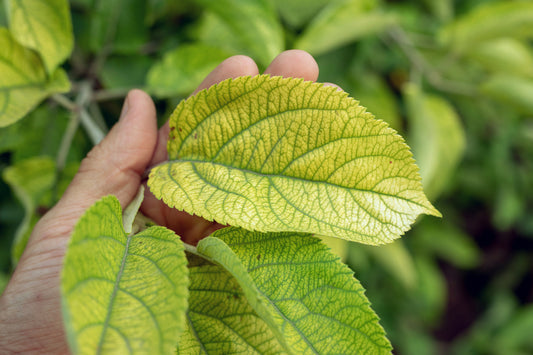Iron Chlorosis Strikes Again!