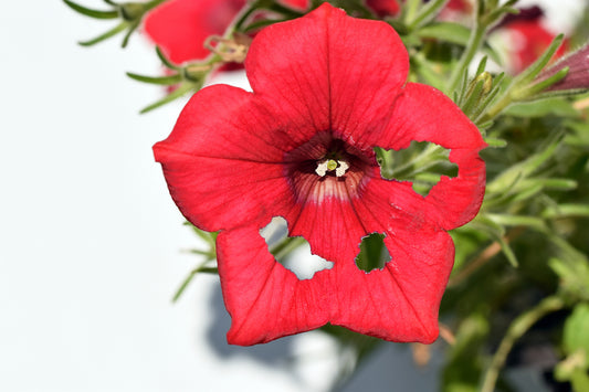 Tobacco Budworm on petunia plant