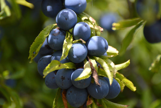 Plum Growing Guide