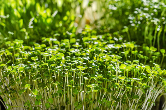 December 2022 - Microgreens