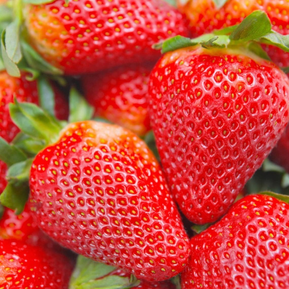 Strawberry Bare Root Albion