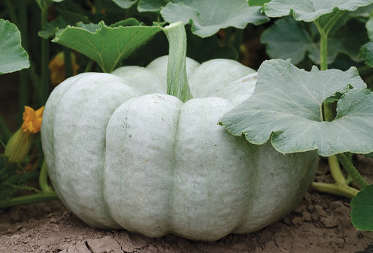 Pumpkin Blue Doll Seed