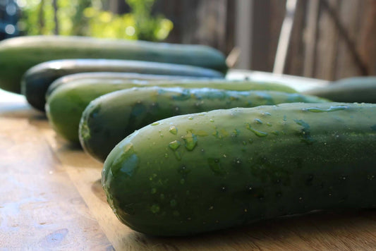 Cucumber Burpless Supreme Seed