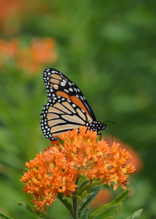 Orange Milkweed Seed (Butterfly Weed)
