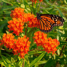 Orange Milkweed Seed (Butterfly Weed)