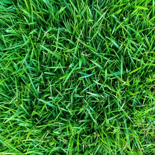 Eden Mix Grass Seed