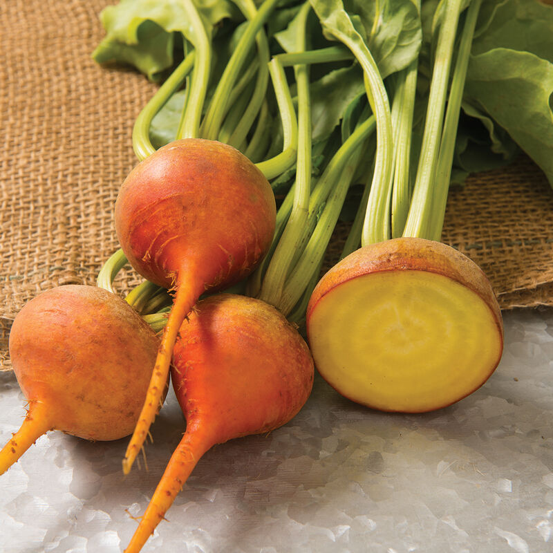 Organic Beet Burpee Golden Seed
