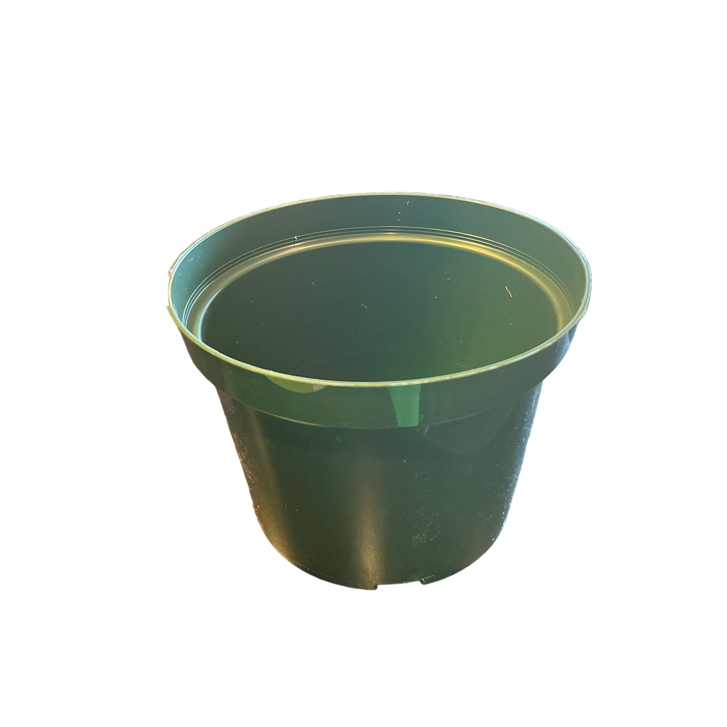 7.5" Nursery Pot Azalea