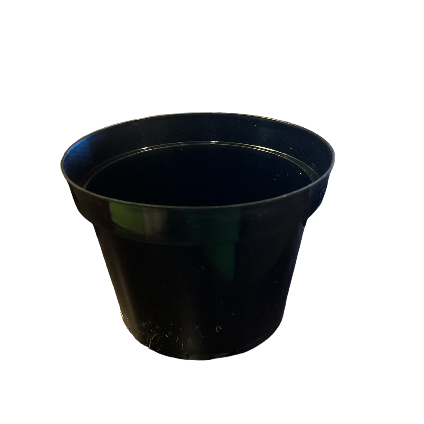 7.5" Nursery Pot Azalea