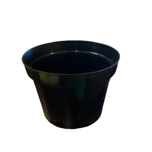 7.5" Nursery Pot Azalea