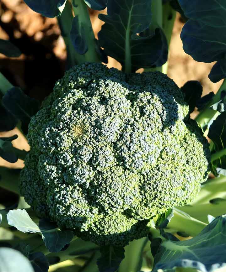 Broccoli Waltham Seed