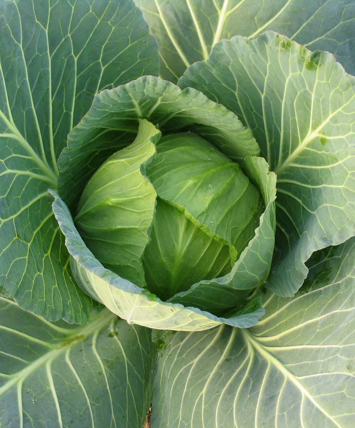 Cabbage Danish Ballhead Seed