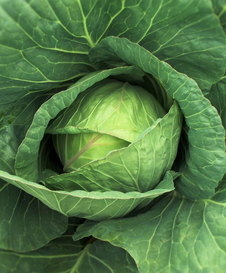 Cabbage Danish Ballhead Seed