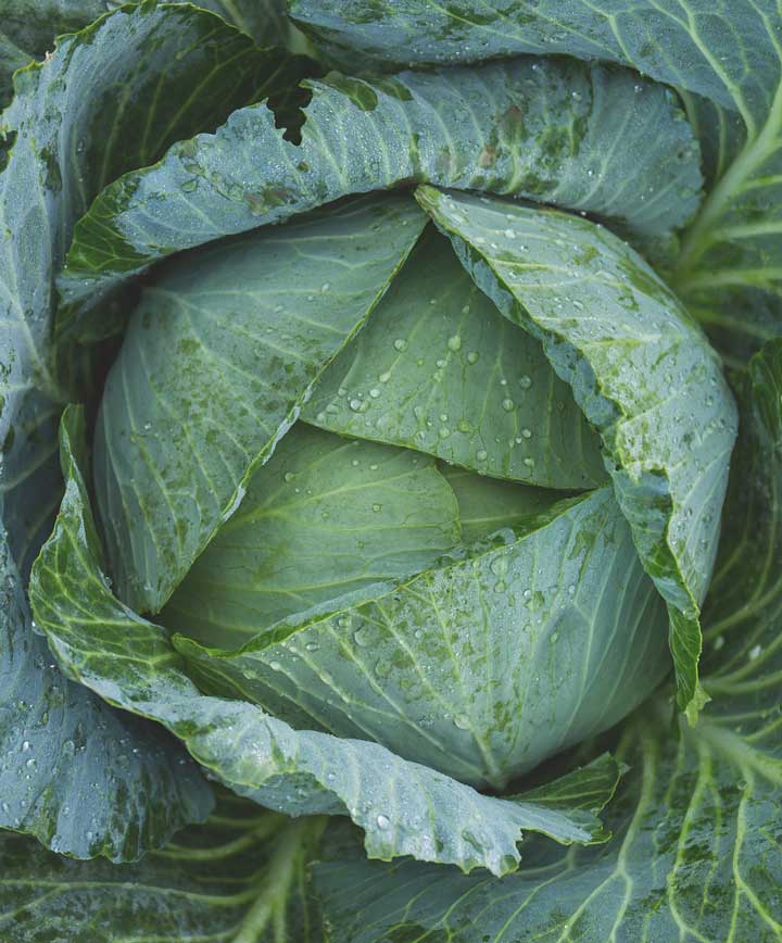 Cabbage Golden Acre Seed