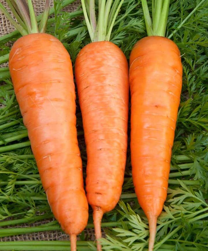 Carrot Royal Chantenay Seed