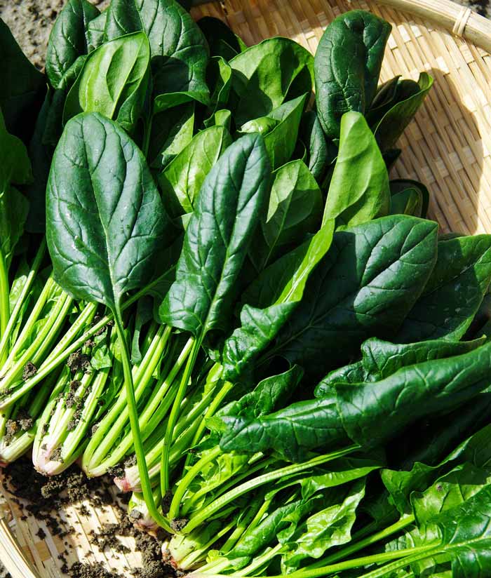 Spinach Seaside (Formally Correnta) Seed