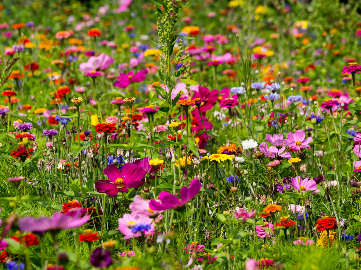 fragrant wildflower seed mix Wildflower Fragrant Garden Mix