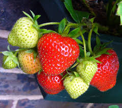 Strawberry BR Sweet Sunrise