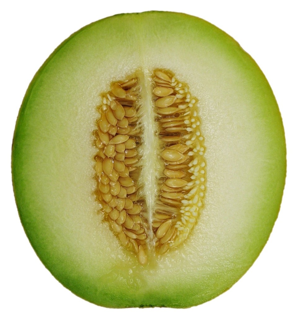 planting honeydew seeds Honeydew Green Seed – Anderson's Seed & Garden
