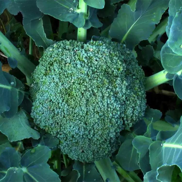 Broccoli Organic Waltham Seed