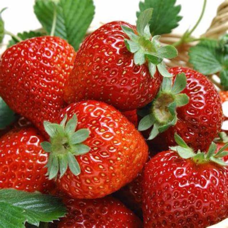 Strawberry Bare Root Seascape