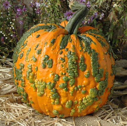 Pumpkin Warty Goblin Seed