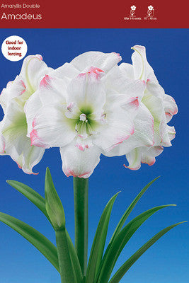 Giant Amadeus Amaryllis