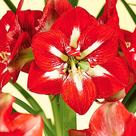 Barbados Amaryllis