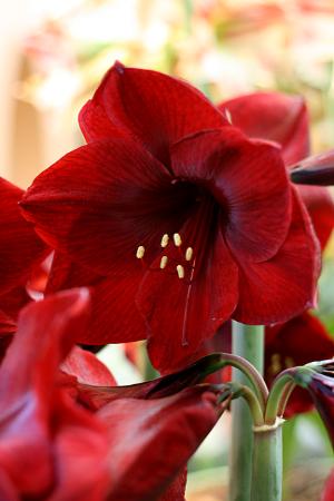 Benfica Amaryllis