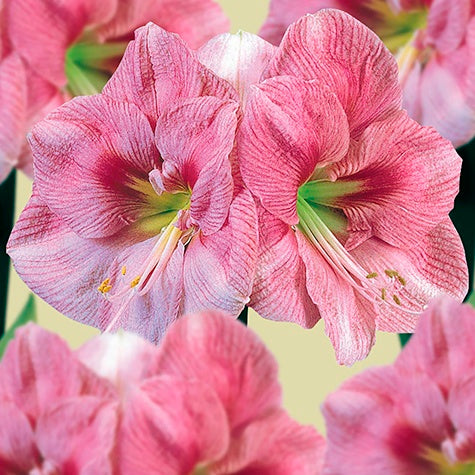 Amaryllis Blushing Bride