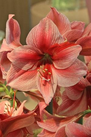 Large Amaryllis