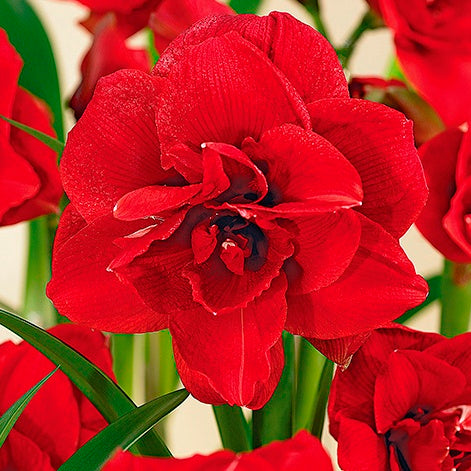 Double Dragon Amaryllis