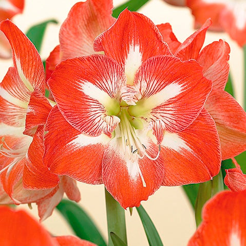 Minerva Amaryllis