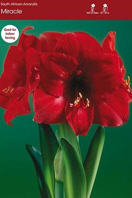 Miracle Amaryllis