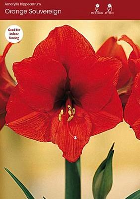 Orange Souvereign Amaryllis