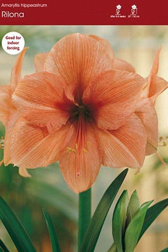 Rilona Amaryllis