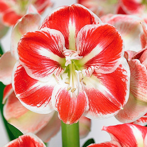 Large Amaryllis