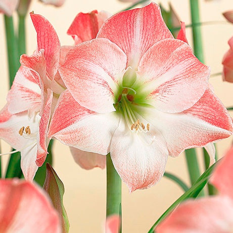 Large Apple Blossom Amaryllis