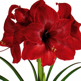 Large Black Pearl Amaryllis